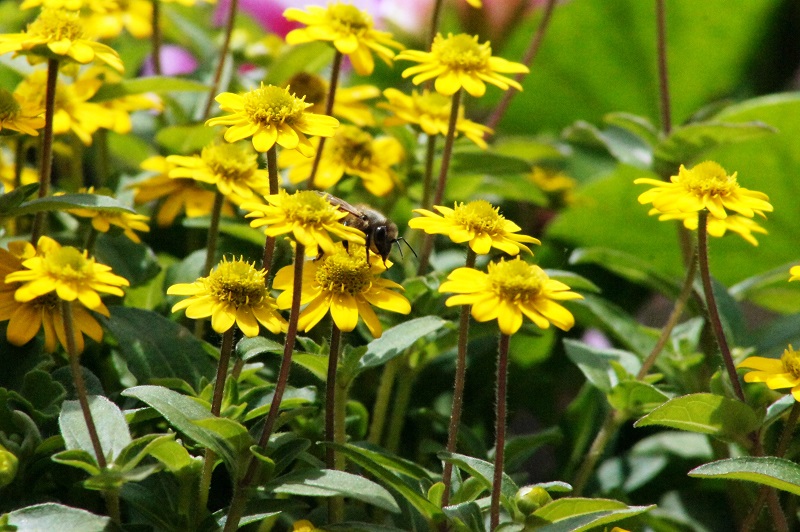petites fleurs